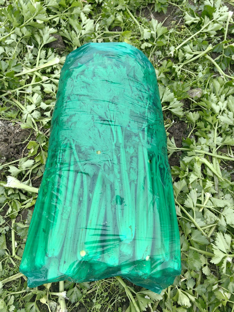 万亩西芹基地精品西芹大小车都接嫩气芹菜货源充足大中小颗