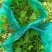 万亩西芹基地精品西芹大小车都接嫩气芹菜货源充足大中小颗