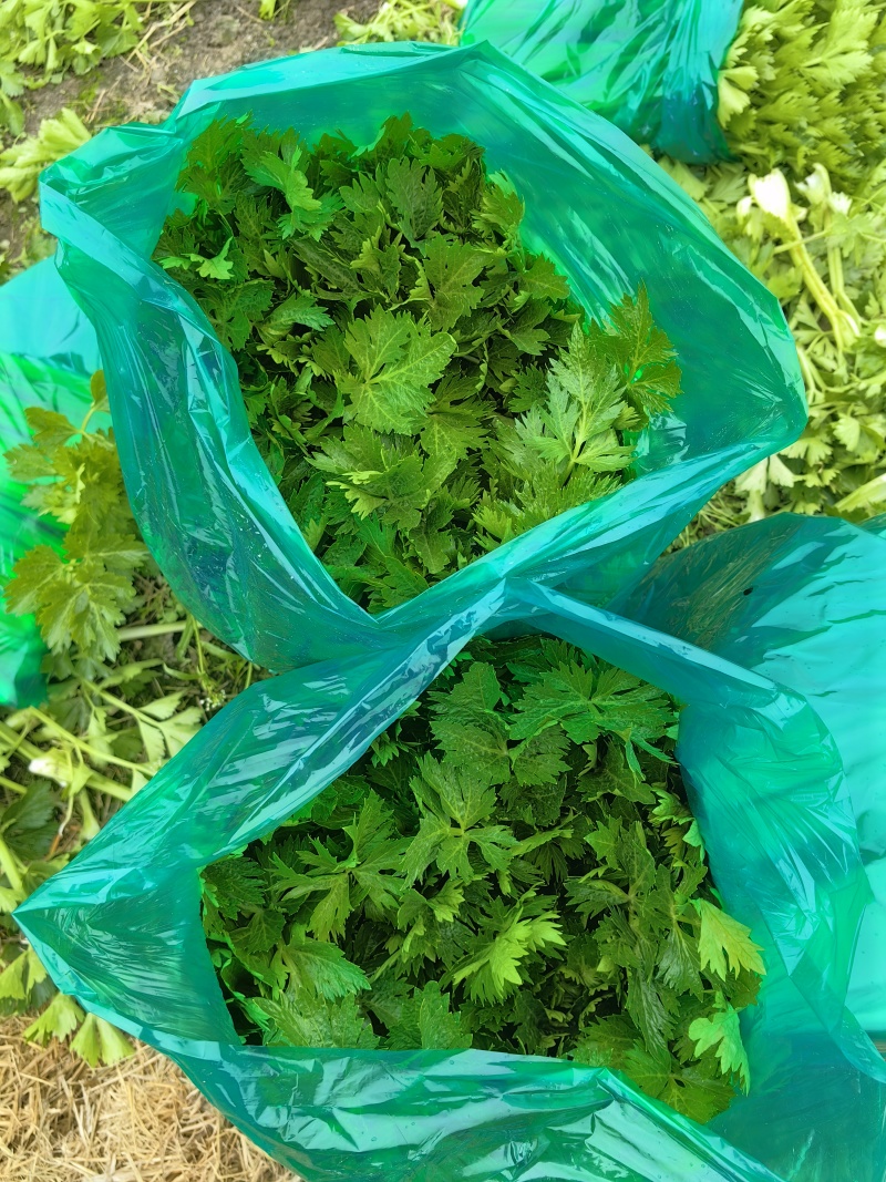 万亩西芹基地精品西芹大小车都接嫩气芹菜货源充足大中小颗