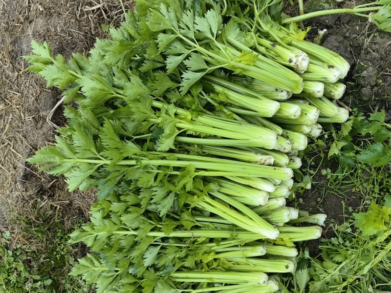 万亩西芹基地精品西芹大小车都接嫩气芹菜货源充足大中小颗