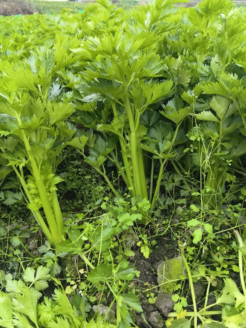 万亩西芹基地精品西芹大小车都接嫩气芹菜货源充足大中小颗