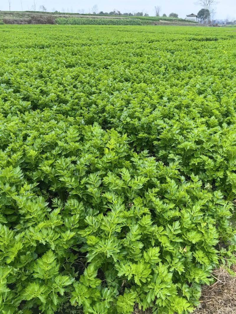 万亩西芹基地精品西芹大小车都接嫩气芹菜货源充足大中小颗