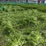 万亩西芹基地精品西芹大小车都接嫩气芹菜货源充足大中小颗