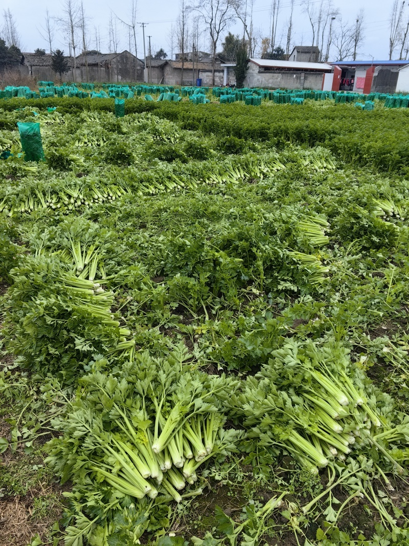 万亩西芹基地精品西芹大小车都接嫩气芹菜货源充足大中小颗