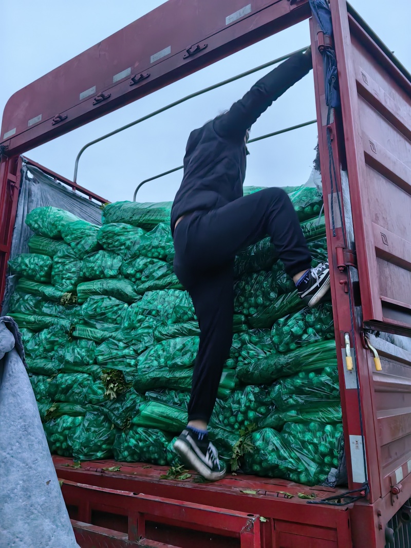 万亩西芹基地精品西芹大小车都接嫩气芹菜货源充足大中小颗