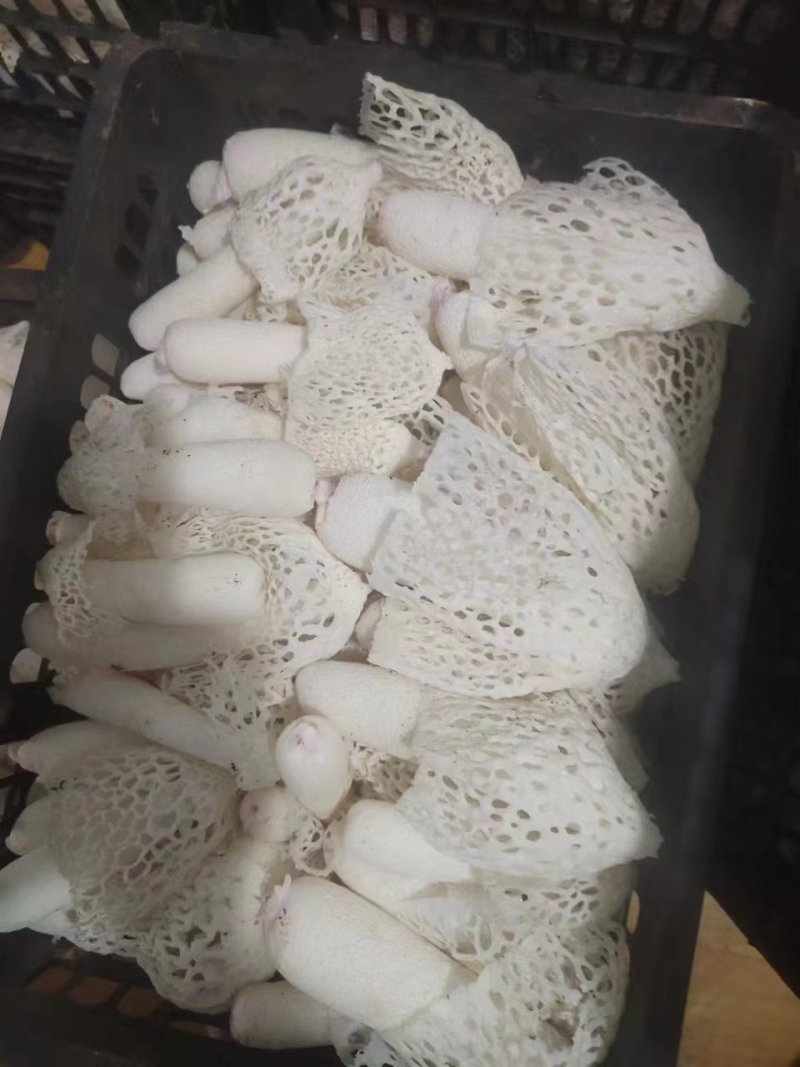 长期供应红托竹荪鲜品