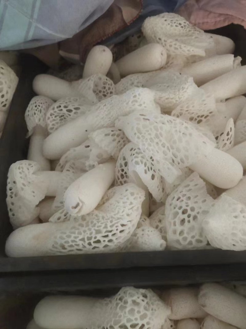 长期供应红托竹荪鲜品