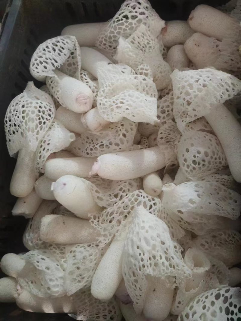 长期供应红托竹荪鲜品