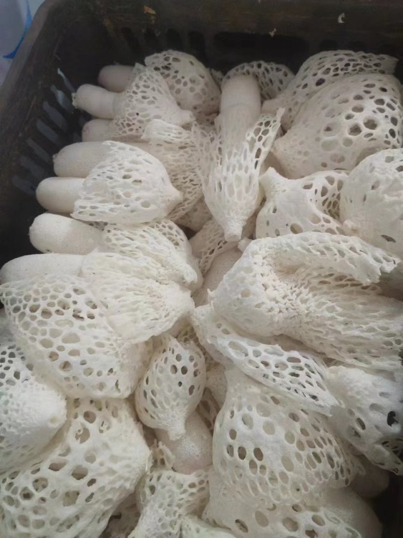 长期供应红托竹荪鲜品