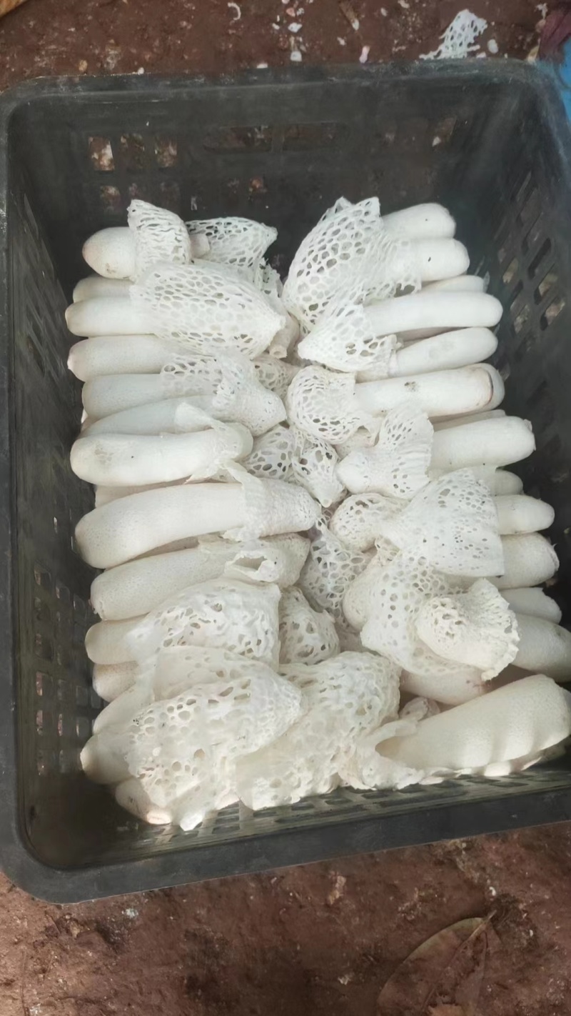 长期供应红托竹荪鲜品