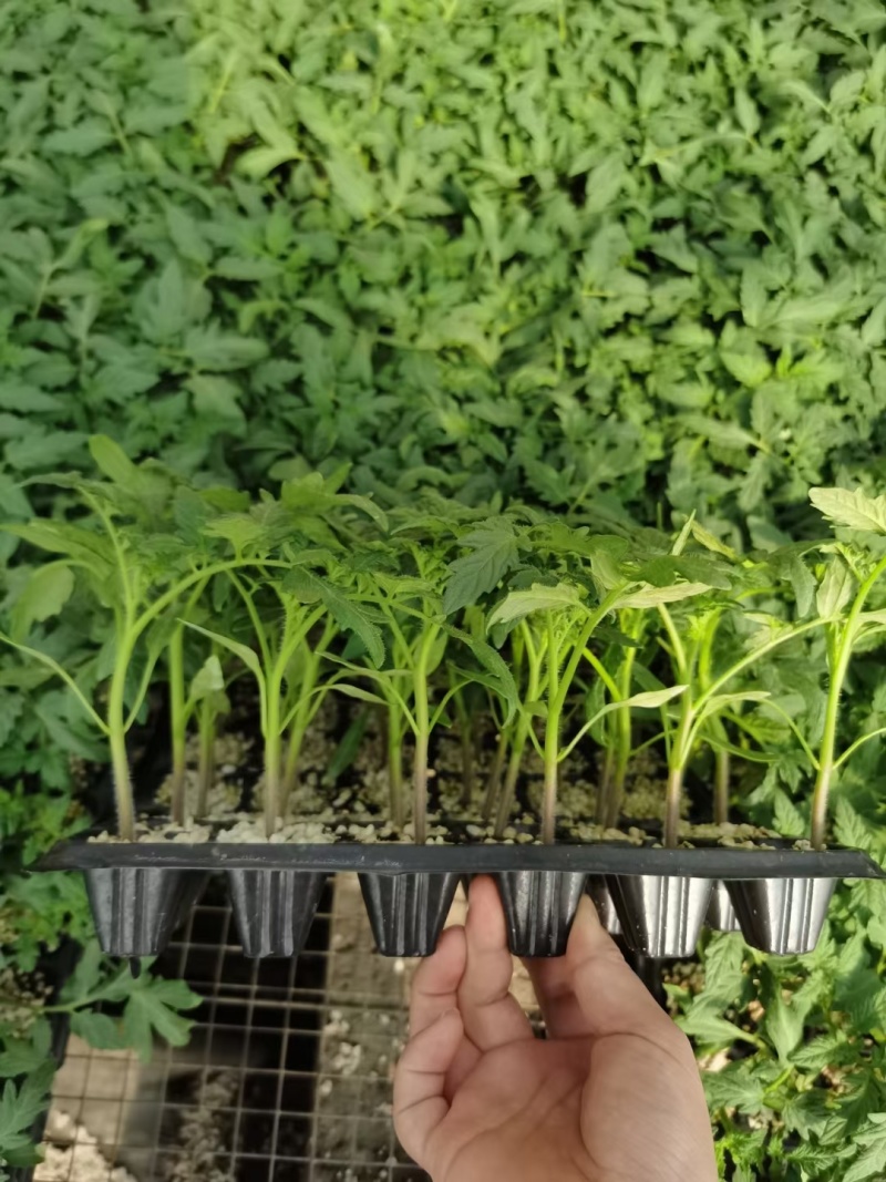 炎玉大果口感番茄种苗不限量供应