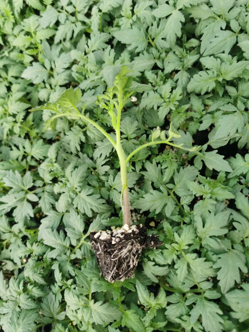 炎玉大果口感番茄种苗不限量供应