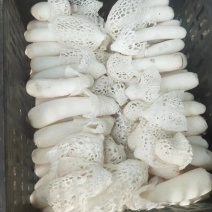 长期供应红托竹荪鲜品