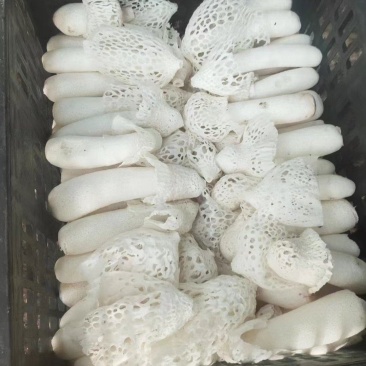 长期供应红托竹荪鲜品