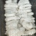 长期供应红托竹荪鲜品