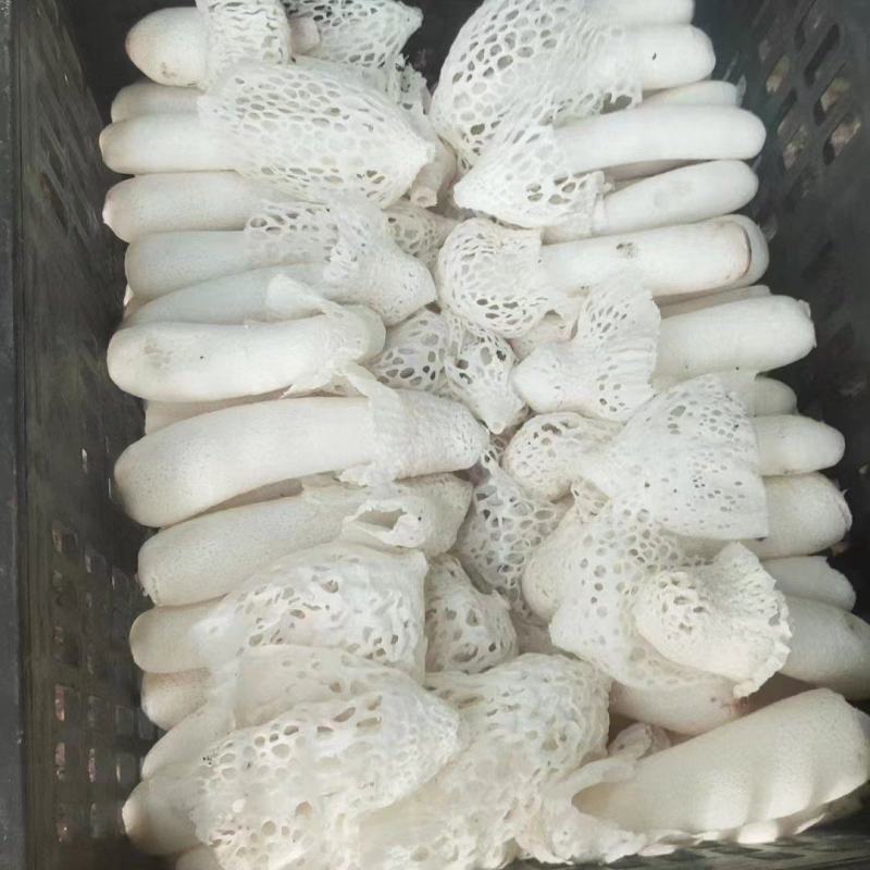 长期供应红托竹荪鲜品