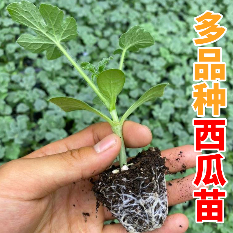 龙卷风西瓜苗，有现货，苗子大小如图所示，实物拍摄