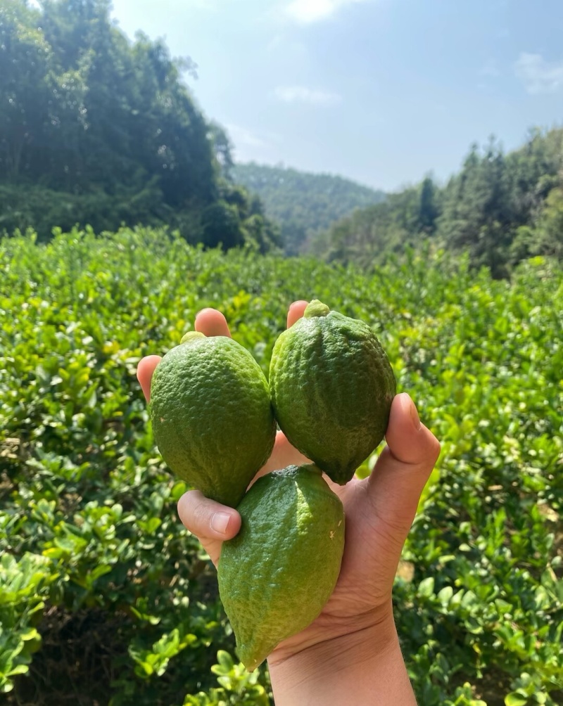 广东香水柠檬地板价格现摘现发便宜靓货