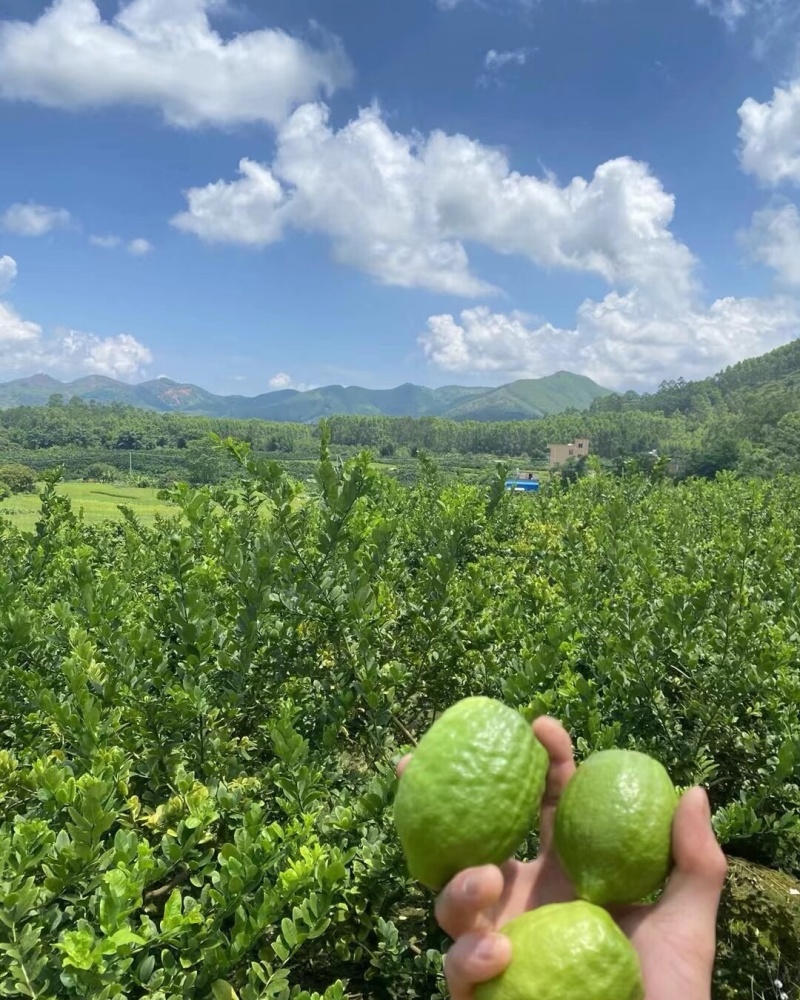 广东香水柠檬地板价格现摘现发便宜靓货