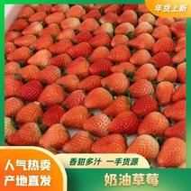 【草莓】山东精品宁玉草莓奶油草莓物美价廉品质保证量大从优