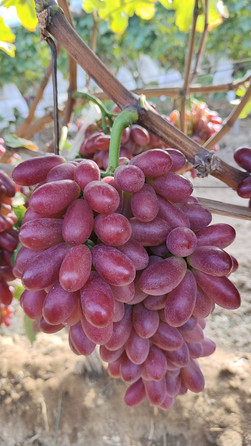 出售红提，克轮生，阳光玫瑰