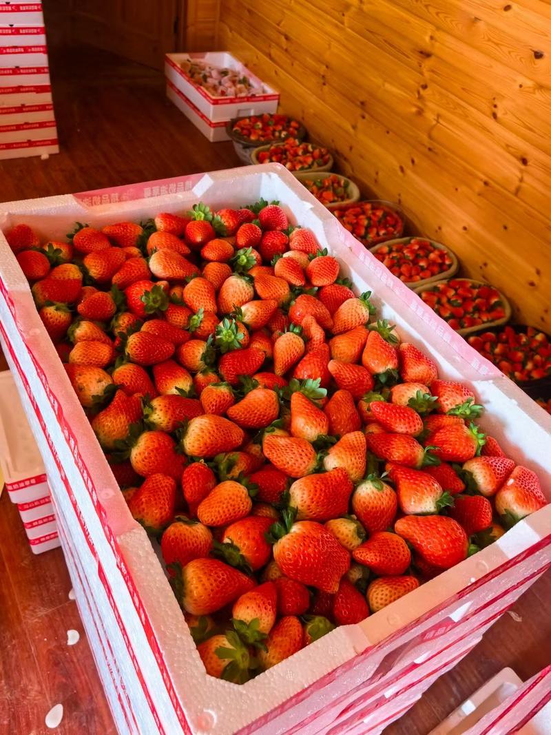 果园现摘即发新鲜奶油大草莓诚信为本无中间商产地直精品奶莓