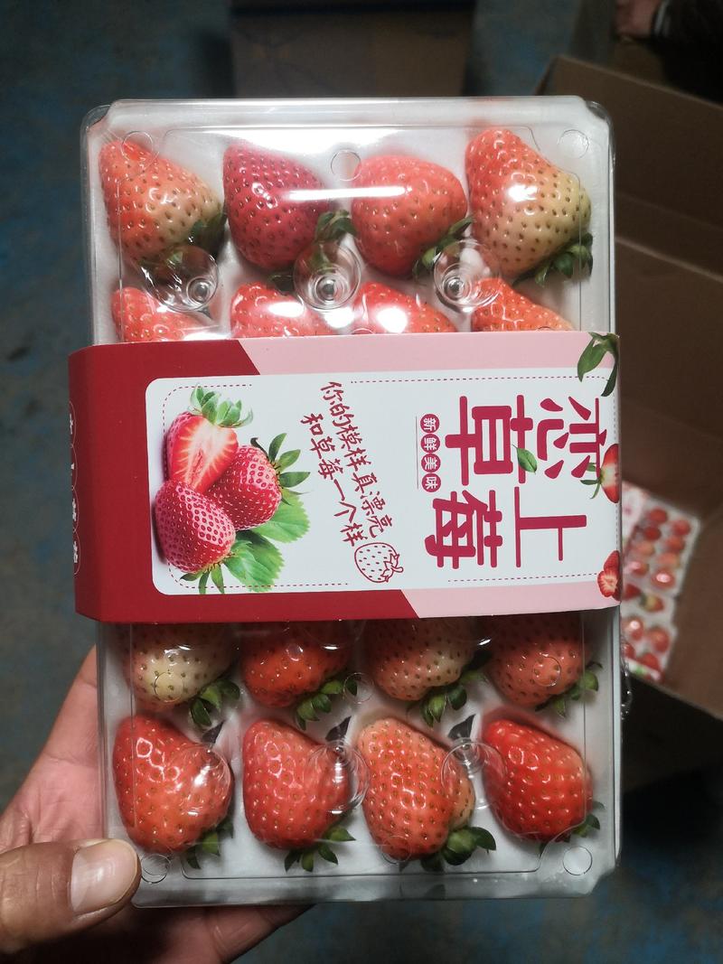 果园现摘即发新鲜奶油大草莓诚信为本无中间商产地直精品奶莓