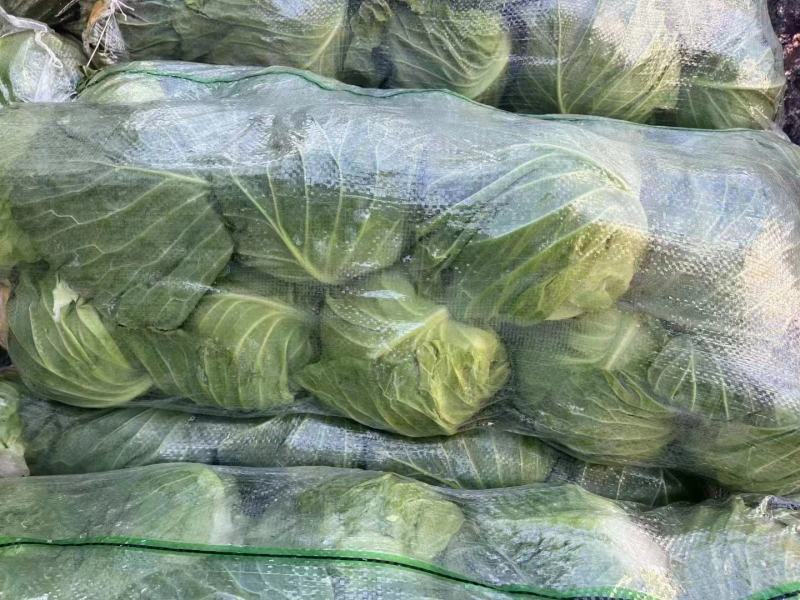 河南新鲜圆甘蓝，品种纯正，价格低廉，货源充足，甘蓝