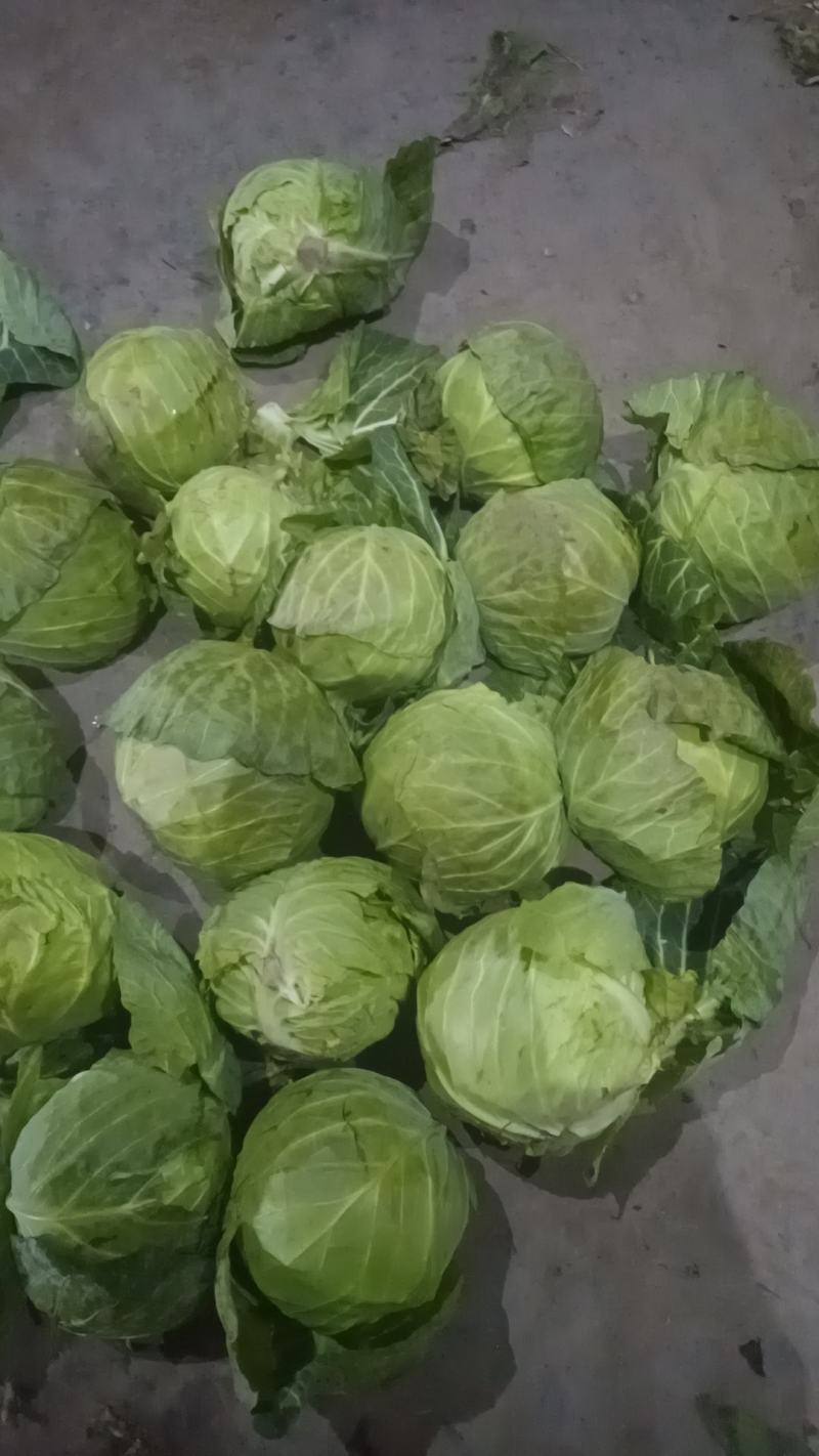 河南新鲜圆甘蓝，品种纯正，价格低廉，货源充足，甘蓝