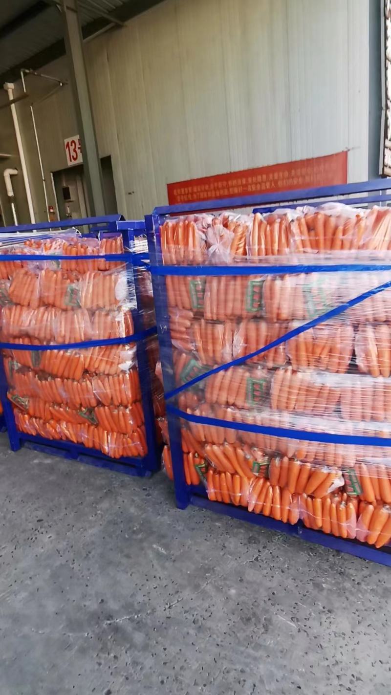 河南冷库袋装水洗红萝卜大量出货中
