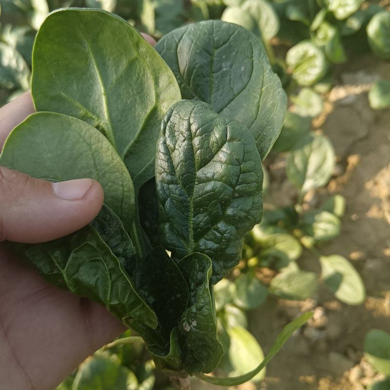 河南陆地趴地菠菜陆续大量出货进行中，有需要客户联系