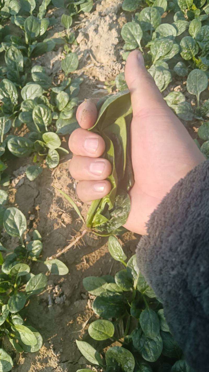 河南陆地趴地菠菜陆续大量出货进行中，有需要客户联系