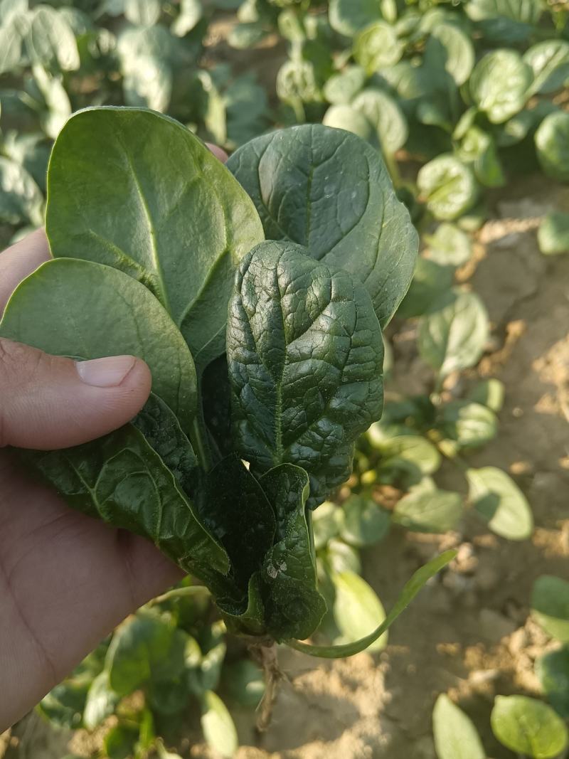 河南陆地趴地菠菜陆续大量出货进行中，有需要客户联系