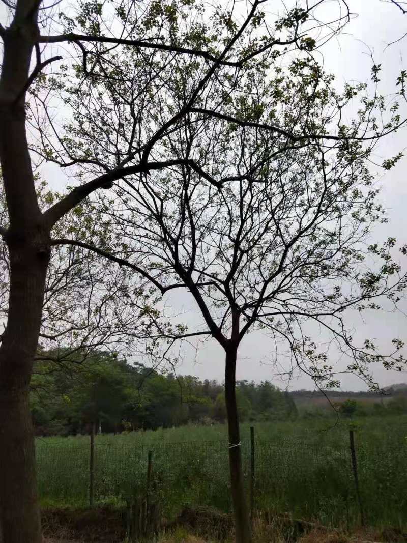 乌桕基地1一20公分批发，现货长期有效。