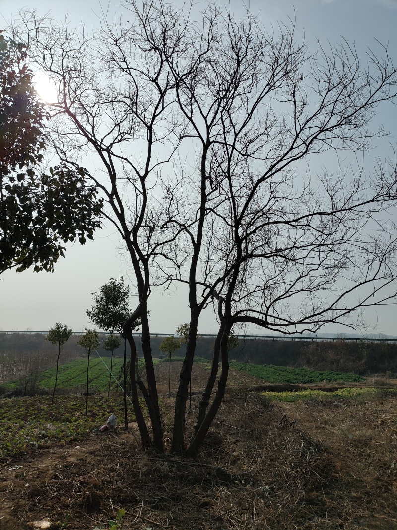 乌桕基地1一20公分批发，现货长期有效。