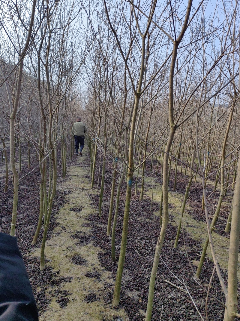 乌桕基地1一20公分批发，现货长期有效。