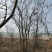 乌桕基地1一20公分批发，现货长期有效。