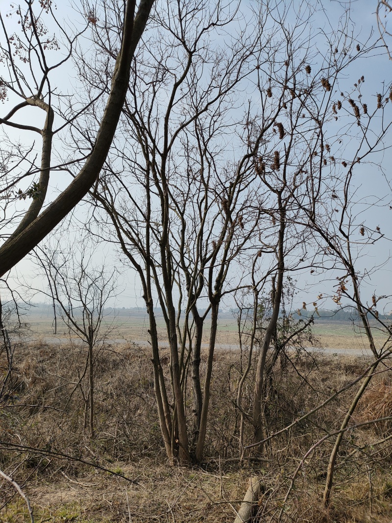 乌桕基地1一20公分批发，现货长期有效。