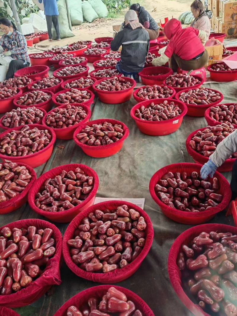 海南黑金刚莲雾大量代办全国各地批发市场社区团购超市直供