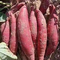 精品西瓜红红薯一手货源质量保证量大从优欢迎咨询