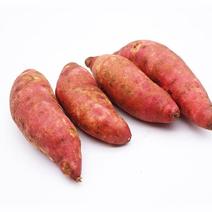 精品红薯济薯26一手货源质量保证量大从优欢迎咨询