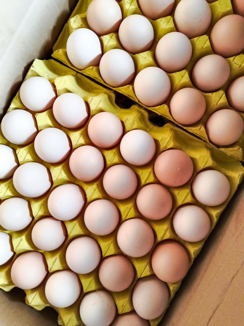 馆陶新鲜粉壳鸡蛋量大从优，自家养殖，一手货源