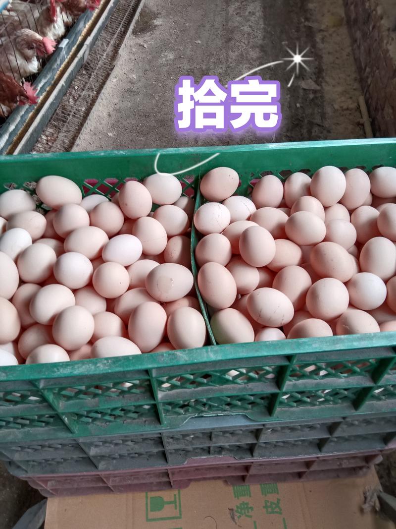 馆陶新鲜粉壳鸡蛋量大从优，自家养殖，一手货源