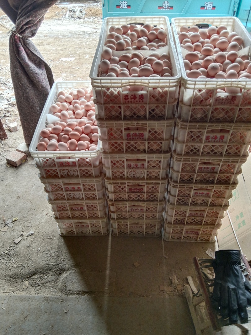 馆陶新鲜粉壳鸡蛋量大从优，自家养殖，一手货源