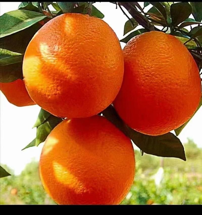 【实力代收】纽荷尔脐橙，脐橙，秭归纽荷尔脐橙可视频看货