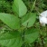 野洋芋，罗汉参，土蛋