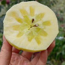 云南红富士苹果苗，提供后期技术指导！！早熟中熟晚熟都有！