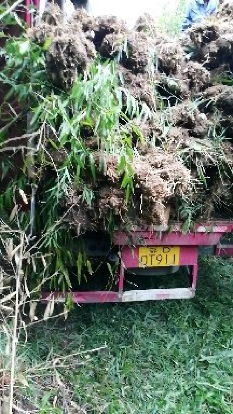 白夹竹【小竹苗】竹苗质量保证品种纯正假一赔十提供技术