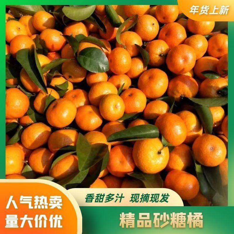 优质️️️️沙糖桔大量供应，品质好，全国代购代发。