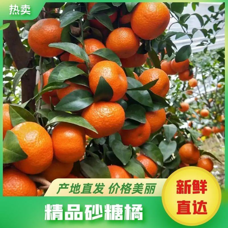 优质沙糖桔，品质好，专业代发各大市场，包售后